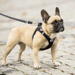 Curli Vest Geschirr Magnetic 12 Curli Vest Geschirr Magnetic -Ruffwear Verkaufsgeschäft 0101 0202 2 ACTN 01 Magnetic Vest Harness Air Mesh Adobe RGB 240PPI 2000x2000