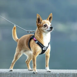 Curli Vest Geschirr Magnetic 13 Curli Vest Geschirr Magnetic -Ruffwear Verkaufsgeschäft 0101 0202 2 ACTN 04 Magnetic Vest Harness Air Mesh Adobe RGB 240PPI 2000x2000