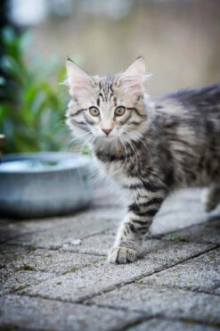 Laboni Napf Rocky Stone -Ruffwear Verkaufsgeschäft 30010 10