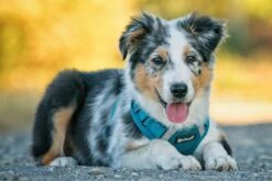 Petlando Geschirr Mesh Vest -Ruffwear Verkaufsgeschäft 3oiB 90Q