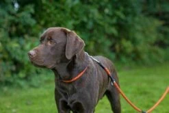 Hunter Dressurhalsung Freestyle Reflect -Ruffwear Verkaufsgeschäft 41PtlkjG5nL. AC