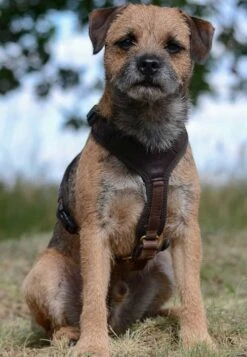 Niggeloh Hundeführgeschirr Follow Light -Ruffwear Verkaufsgeschäft 44 3