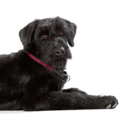 Hunter Dressurhalsung Freestyle -Ruffwear Verkaufsgeschäft 61523 image 13