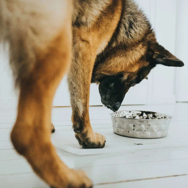 Hunter Napfunterlage Selection Transparent 8 Hunter Napfunterlage Selection Transparent – Bild 6