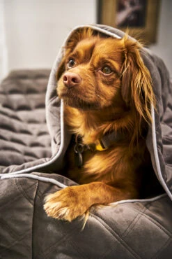 Laboni Decke OXFORD -Ruffwear Verkaufsgeschäft 701202 4