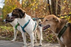 Annyx Geschirr Fun Braun/petrol -Ruffwear Verkaufsgeschäft 7QQ Gytg