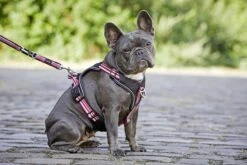 Wolters Geschirr Active Pro -Ruffwear Verkaufsgeschäft Active20Pro20Geschirr 1920x1920