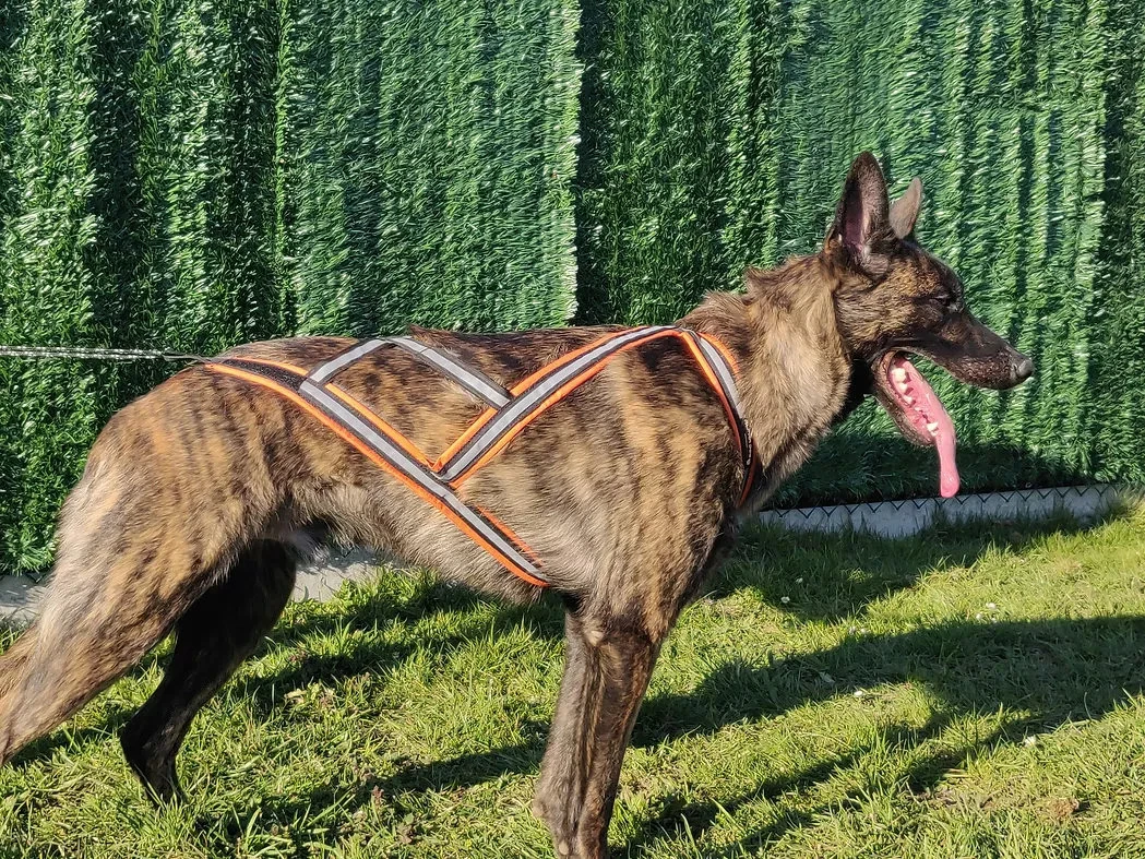 Alphadogsport X-Back ALPHA RACER Zuggeschirr 4 Alphadogsport X-Back ALPHA RACER Zuggeschirr – Bild 2