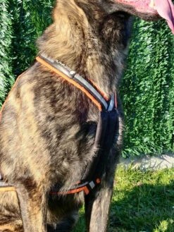 Alphadogsport X-Back ALPHA RACER Zuggeschirr 9 Alphadogsport X-Back ALPHA RACER Zuggeschirr -Ruffwear Verkaufsgeschäft DerHundling Alphadogsport Racer2