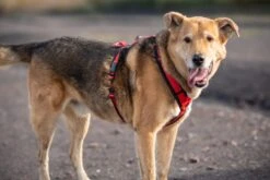 Annyx Geschirr Fun Schwarz/rot -Ruffwear Verkaufsgeschäft G027q8pc