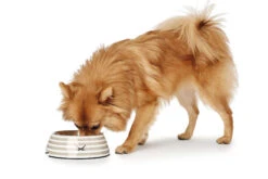 Hunter Melamin-Napf Sansibar Rantum Grau -Ruffwear Verkaufsgeschäft HUNTER 11939 65859 001 image 18 lpr