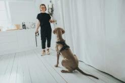 Hunter Y-Geschirr Aalborg, Softvollrindleder -Ruffwear Verkaufsgeschäft HUNTER 15618 67324 001 live 19 lpr