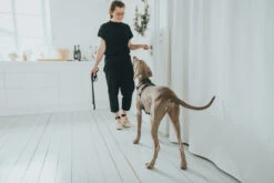 Hunter Y-Geschirr Aalborg, Softvollrindleder -Ruffwear Verkaufsgeschäft HUNTER 15619 67324 002 live 19 lpr