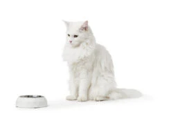 Hunter Melamin-Napf Kimberley Schwarz -Ruffwear Verkaufsgeschäft HUNTER 19894 64398 002 image 21 lpr 1