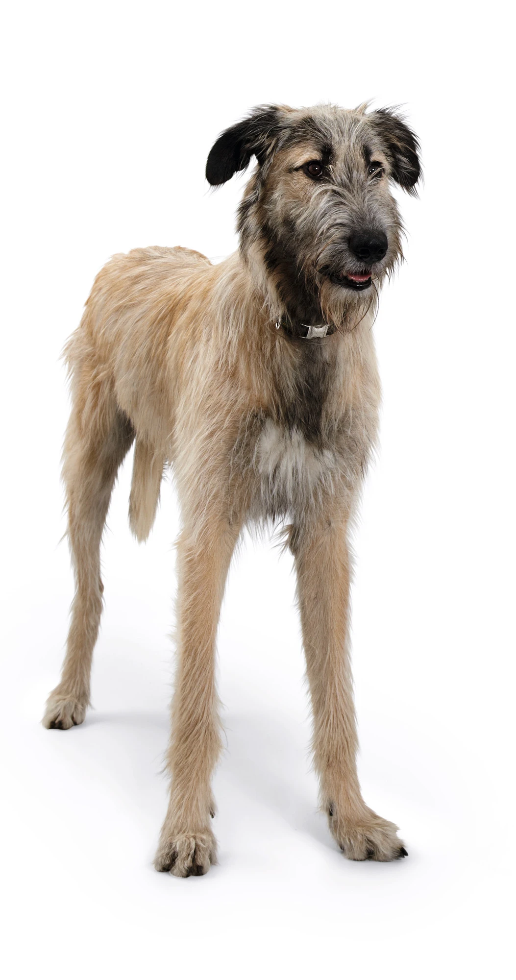 Hunter Halsung Vario Basic ALU-Strong, Nylon 5 Hunter Halsung Vario Basic ALU-Strong, Nylon – Bild 3