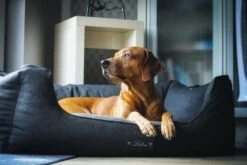 Lebon Hundebett Carl-PLUS Mit Decke -Ruffwear Verkaufsgeschäft IMG 1877 01