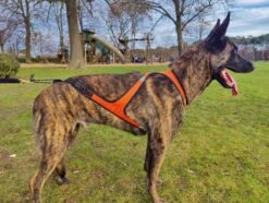 Alphadogsport OMEGA Harness - Verstellbares Zuggeschirr