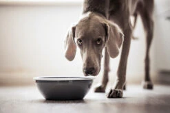 Lill's Futternapf Aus Emaille Balu Stone Grey -Ruffwear Verkaufsgeschäft Lills nachhaltiger Hundenapf Emaille 02