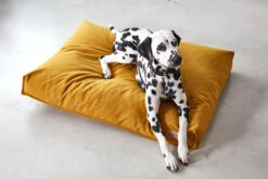 MiaCara Kissen Stella -Ruffwear Verkaufsgeschäft MC C01 014 01 M Sleep Stella Cushion Saffron Penny 826