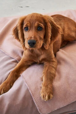 MiaCara Hundekissen Velluto Nude -Ruffwear Verkaufsgeschäft MC C01 019 02 Sleep Cushion Velluto Nude4