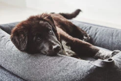 MiaCara Box-Bett Stella 13 MiaCara Box-Bett Stella -Ruffwear Verkaufsgeschäft MC C02 012 03 SM Sleep Stella Box Bed Mottled Anthracite Lou 078