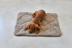 MiaCara Steppdecke Linea Mocca 10 MiaCara Steppdecke Linea Mocca -Ruffwear Verkaufsgeschäft MC C03 011 03 Sleep Blanket Linea Mocca Elfie6