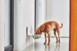 MiaCara Wand-Napf Arco Weiß 7 MiaCara Wand-Napf Arco Weiß -Ruffwear Verkaufsgeschäft MC C06 011 02 M Eat Arco dog feeder HPL White Hugo 020