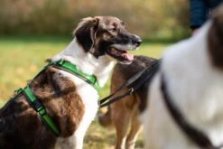 Annyx Geschirr Fun Oliv/hellgrün -Ruffwear Verkaufsgeschäft P4RGZ9fA hellgruen