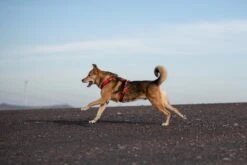 Annyx Geschirr Fun Schwarz/rot -Ruffwear Verkaufsgeschäft QrphUET0