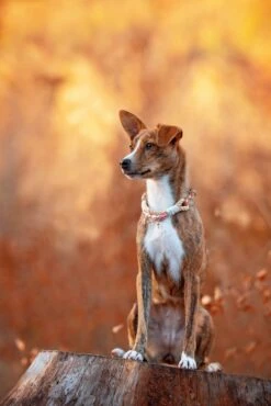 Emmy & Pepe Wau-Shine Halsband Mit Perlen Lollipop 8 Emmy & Pepe Wau-Shine Halsband Mit Perlen Lollipop -Ruffwear Verkaufsgeschäft SHU 7501ig 1920x1920