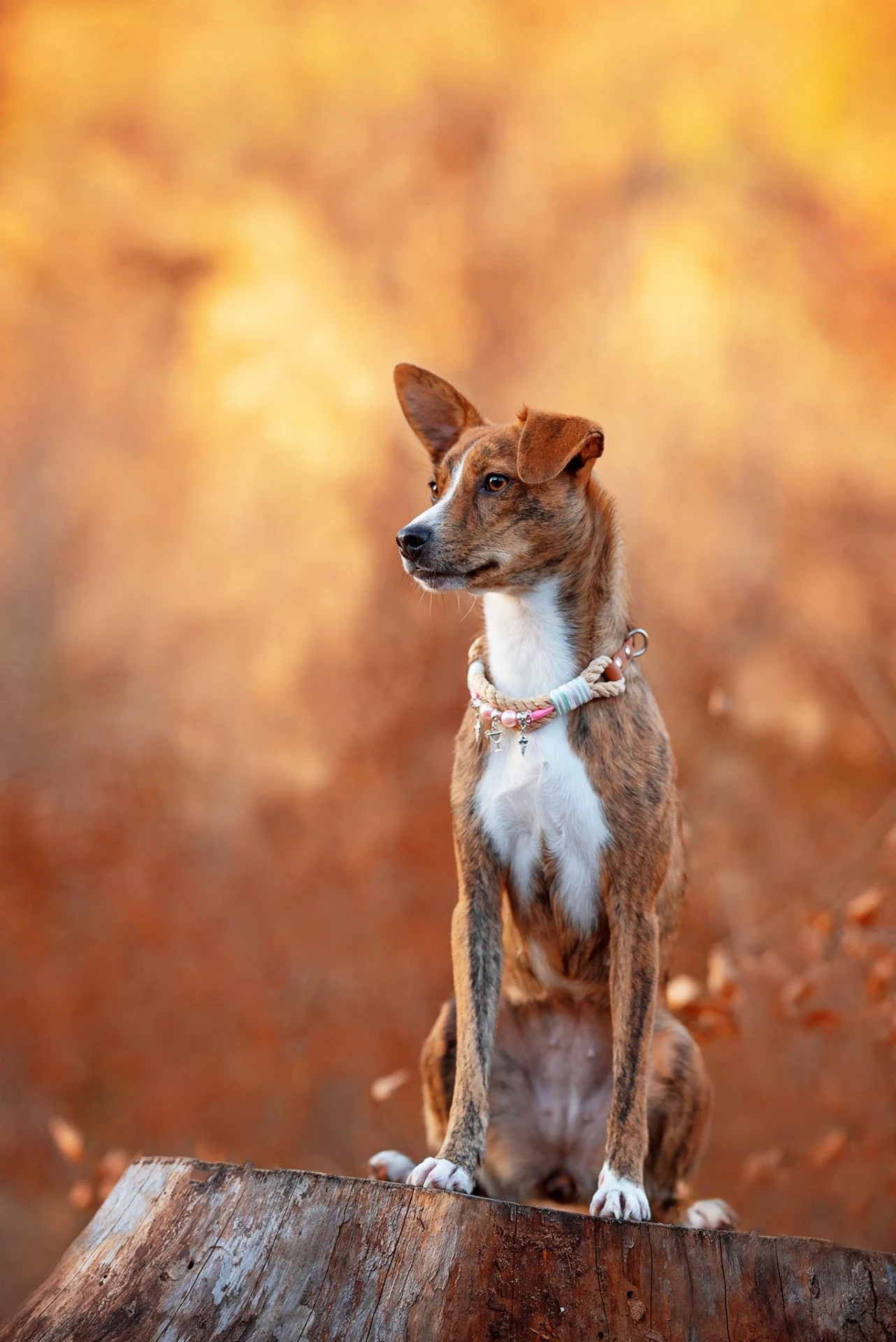 Emmy & Pepe Wau-Shine Halsband Mit Perlen Lollipop 5 Emmy & Pepe Wau-Shine Halsband Mit Perlen Lollipop – Bild 3