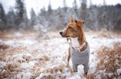 Emmy & Pepe Wau-Shine Halsband Mit Perlen Lollipop 9 Emmy & Pepe Wau-Shine Halsband Mit Perlen Lollipop -Ruffwear Verkaufsgeschäft SHU 8858ig 1920x1920