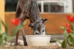 Treusinn Keramiknapf DELI Creme -Ruffwear Verkaufsgeschäft Treusinn Keramiknapf DELI 16 1200