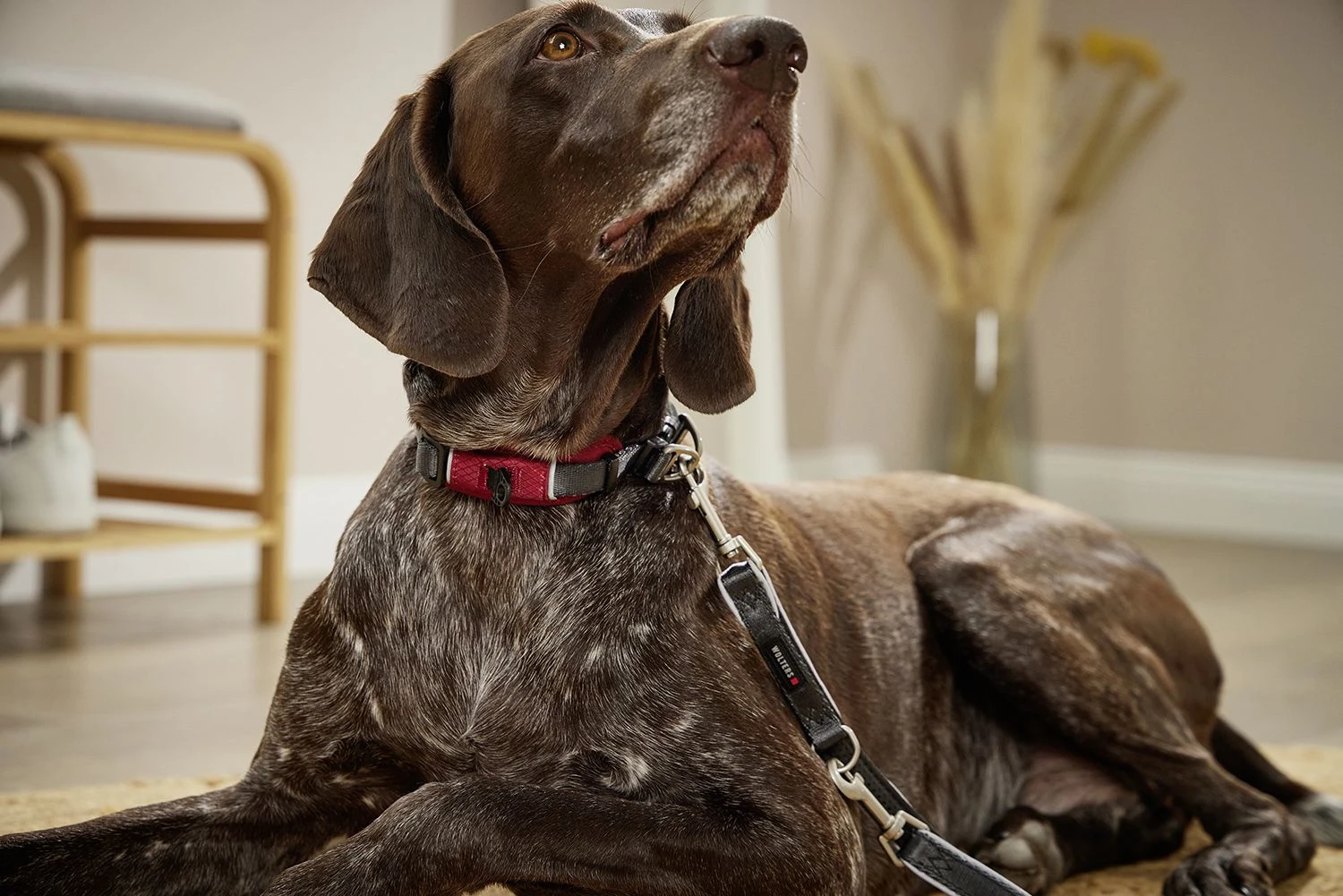 Wolters Halsband Active Pro Comfort – Bild 2