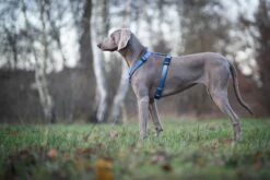 Wolters Geschirr Professional 9 Wolters Geschirr Professional -Ruffwear Verkaufsgeschäft Wolters Professional Geschirr riverside blue Mood III web