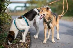 Annyx Geschirr Fun Oliv/oliv -Ruffwear Verkaufsgeschäft XUvXlsg olive