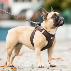 Curli Vest Geschirr Cord -Ruffwear Verkaufsgeschäft curli cord emo01