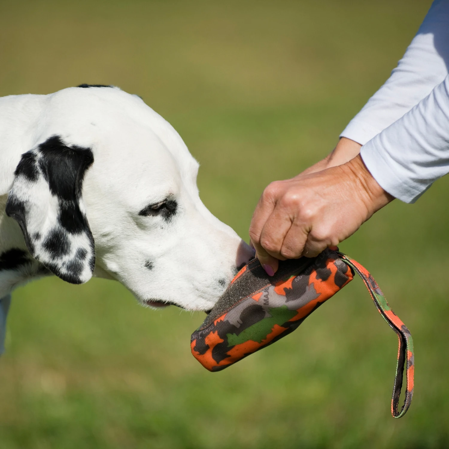 Major Dog Futterdummy, Klein Ø60x340mm - 50g 4 Major Dog Futterdummy, Klein Ø60x340mm - 50g – Bild 2