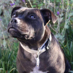 Rogz Alpinist Halsband Big Foot Gr. XXL / 40mm (50-80cm) -Ruffwear Verkaufsgeschäft goldi