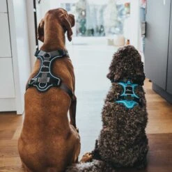 Hunter Geschirr Divo (Nylon/Polyester) -Ruffwear Verkaufsgeschäft hunter divo dunkelblaugrau emo