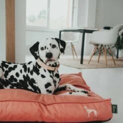 Hunter Kissen Orthopädisch Merida Apricot -Ruffwear Verkaufsgeschäft hunter meridaapricot4