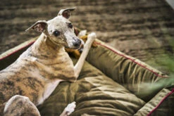 Laboni Hundebett OXFORD 12 Laboni Hundebett OXFORD -Ruffwear Verkaufsgeschäft labonioxfordemo01