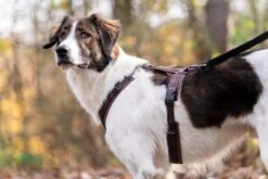 Annyx Geschirr Fun Braun/braun -Ruffwear Verkaufsgeschäft lccLyx2w braun