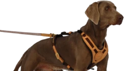 Niggeloh Geschirr Mantrailing