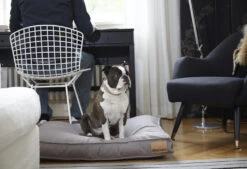 MiaCara Kissen Lino, Komplett -Ruffwear Verkaufsgeschäft mc 19041 cushions lino powder s kalle 147