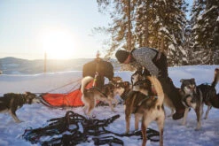 Non-stop Dogwear Nansen Nome Harness (Version 5.0) -Ruffwear Verkaufsgeschäft nansen nome 5 0 setting2