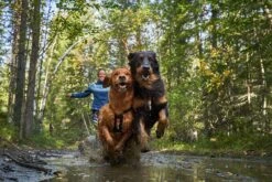 Non-stop Dogwear Freemotion -Ruffwear Verkaufsgeschäft nonstop freemotion harness 6