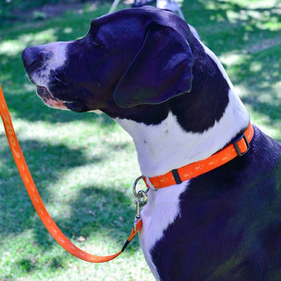 Rogz Alpinist M-Leine Everest Gr. XL / 25mm (180cm) 4 Rogz Alpinist M-Leine Everest Gr. XL / 25mm (180cm) – Bild 2