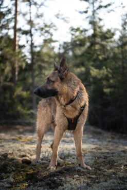 Non-stop Dogwear Rock Harness 11 Non-stop Dogwear Rock Harness -Ruffwear Verkaufsgeschäft rock harness setting 1