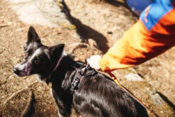 Non-stop Dogwear Rock Harness 12 Non-stop Dogwear Rock Harness -Ruffwear Verkaufsgeschäft rock harness setting 2